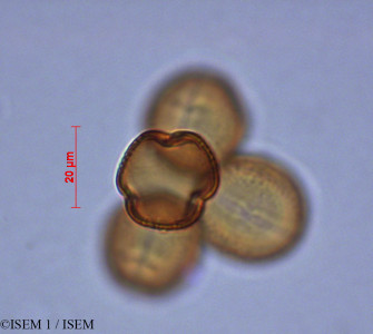 Lysimachia vulgaris - lame n° 29272